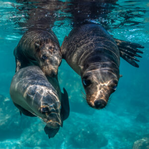 Trois jeunes otaries se frottant le museau, cadrage vertical, Los Islotes, Basse-Californie du Sud, Mexique
