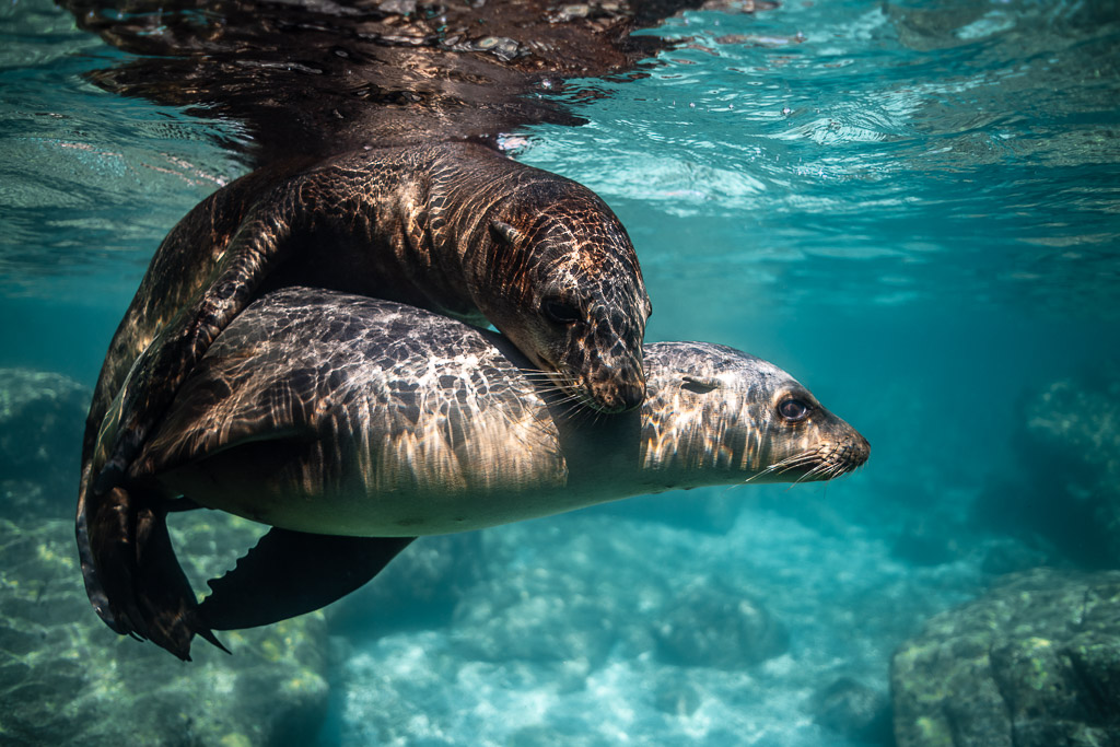 Young sea lion lying across another's back just under the surface, Los Islotes, Baja California Sur, Mexico