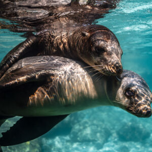 Close-up of two young sea lions stacked together, one looking at camera, Los Islotes, Baja California Sur, Mexico