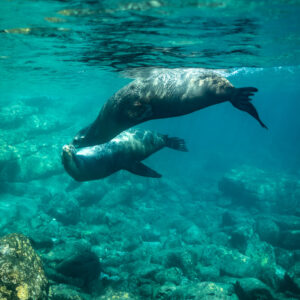 Deux otaries nageant en tandem au-dessus d’un champ de rochers, Los Islotes, Basse-Californie du Sud, Mexique
