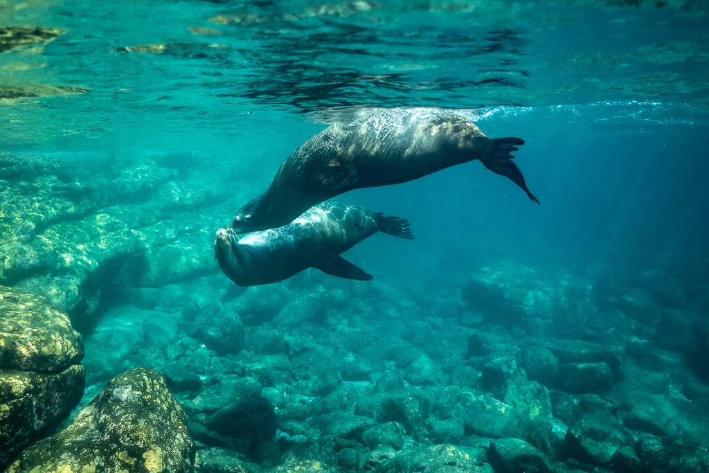 Two sea lions swimming in tandem above a boulder field, Los Islotes, Baja California Sur, Mexico