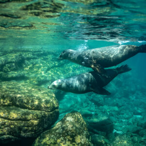 Deux otaries glissant au-dessus de gros rochers couverts d’algues, Los Islotes, Basse-Californie du Sud, Mexique