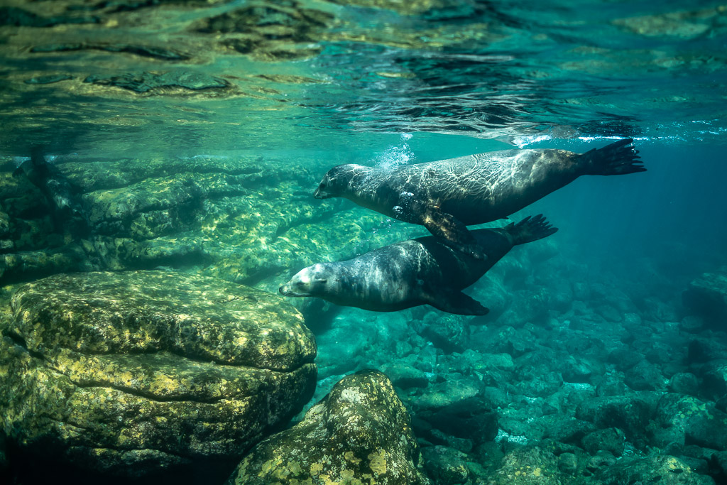 Deux otaries glissant au-dessus de gros rochers couverts d’algues, Los Islotes, Basse-Californie du Sud, Mexique