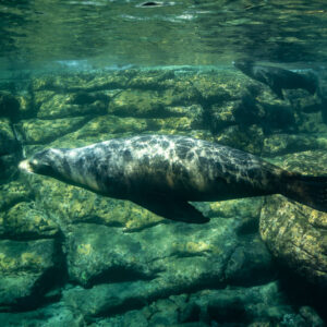 Single sea lion gliding low over flat green rocks, Los Islotes, Baja California Sur, Mexico