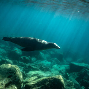 Otarie nageant au-dessus des rochers sous des rayons de soleil en eau bleu-vert, Los Islotes, Basse-Californie du Sud, Mexique