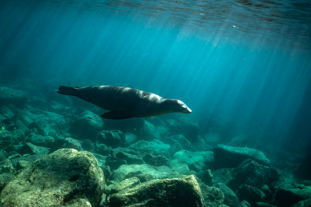Otarie nageant au-dessus des rochers sous des rayons de soleil en eau bleu-vert, Los Islotes, Basse-Californie du Sud, Mexique