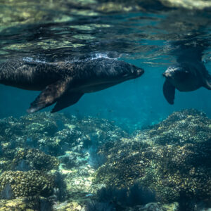 Deux otaries nageant au-dessus d’un récif corallien près de la surface, Los Islotes, Basse-Californie du Sud, Mexique