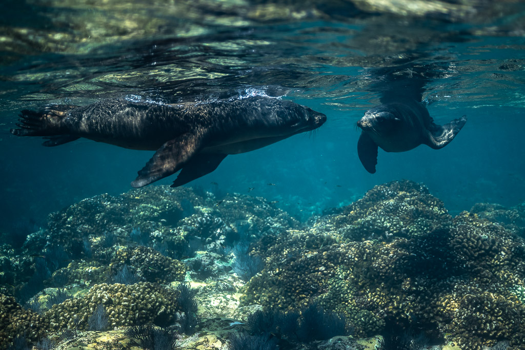 Deux otaries nageant au-dessus d’un récif corallien près de la surface, Los Islotes, Basse-Californie du Sud, Mexique