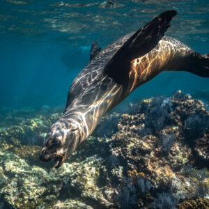 Sea lion diving head first toward a coral reef, Los Islotes, Baja California Sur, Mexico