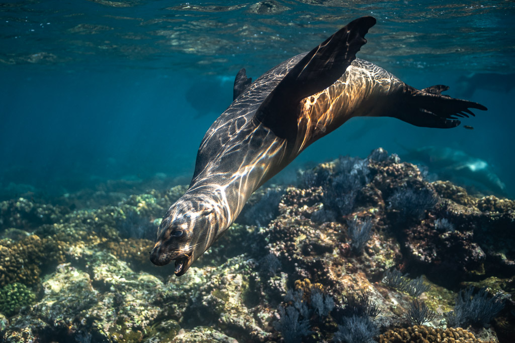 Sea lion diving head first toward a coral reef, Los Islotes, Baja California Sur, Mexico