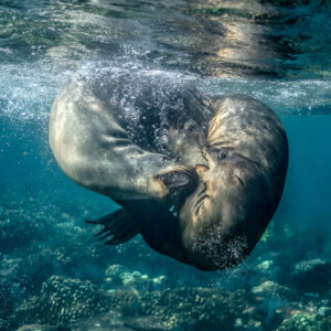 Otarie enroulée sur elle-même dans les bulles juste sous la surface, Los Islotes, Basse-Californie du Sud, Mexique