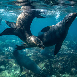 Two sea lions twirling around each other above a reef, Los Islotes, Baja California Sur, Mexico