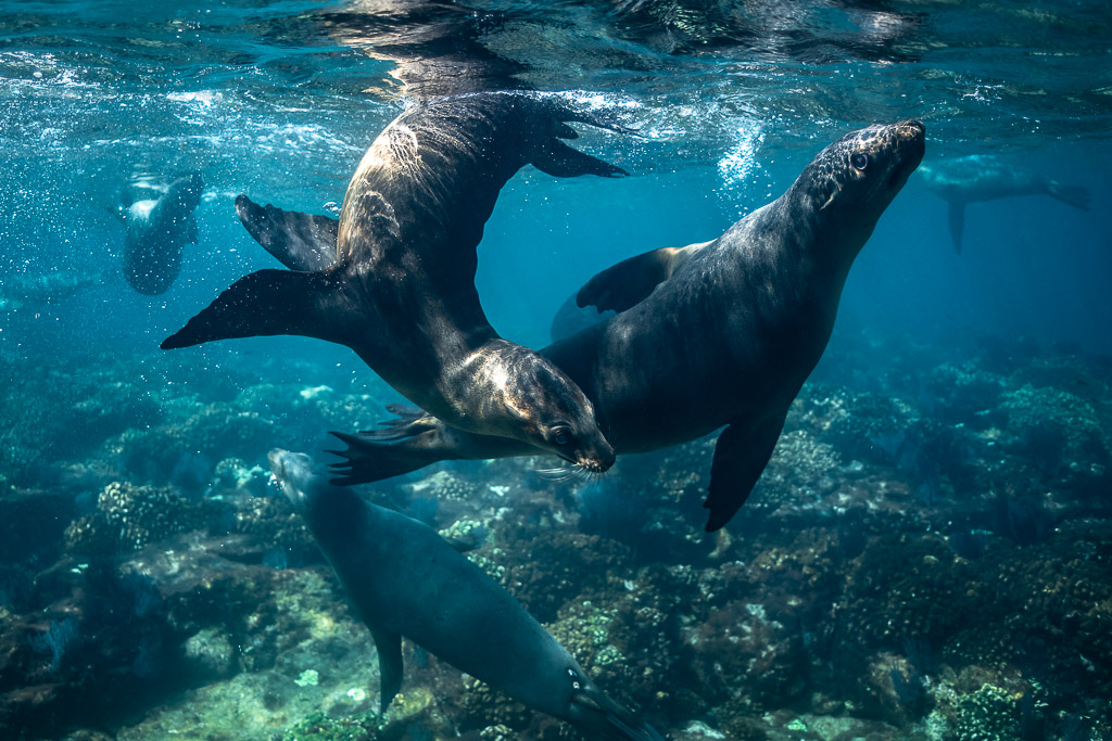 Two sea lions twirling around each other above a reef, Los Islotes, Baja California Sur, Mexico