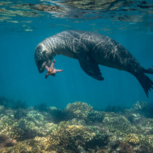 Sea lion carrying a red sea star in its mouth above the reef, Los Islotes, Baja California Sur, Mexico