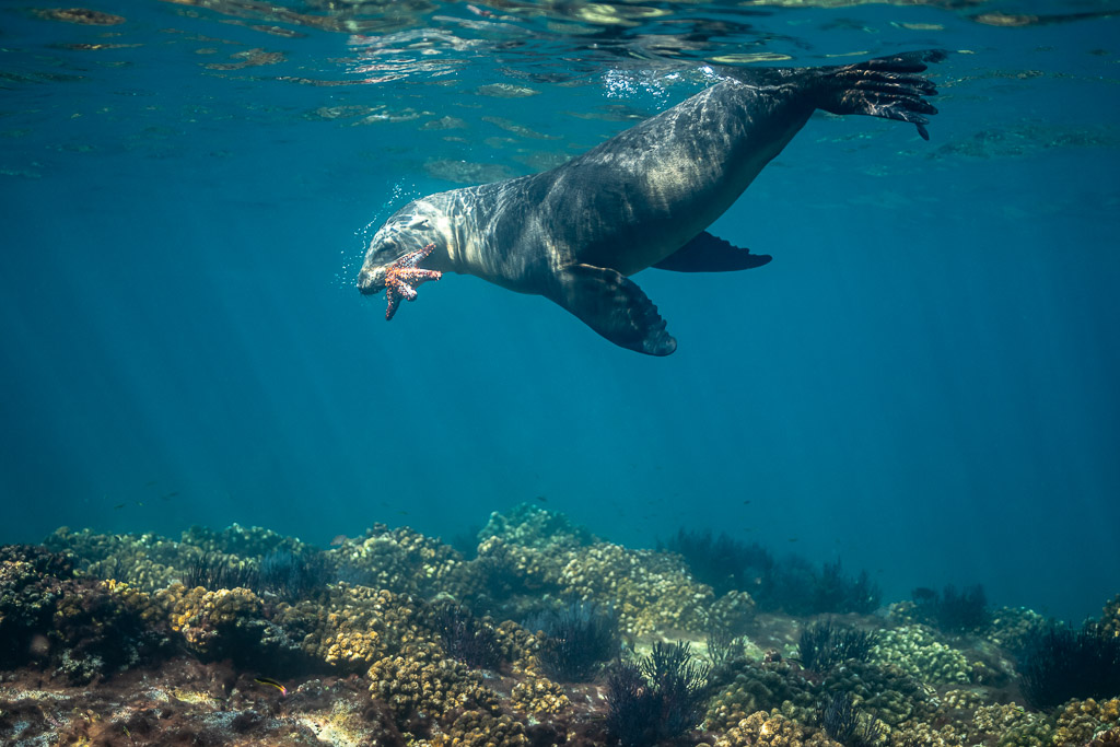Otarie nageant près de la surface en tenant une étoile de mer, Los Islotes, Basse-Californie du Sud, Mexique