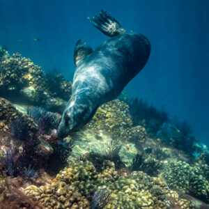 Otarie plongeant pour saisir une étoile de mer parmi les coraux, Los Islotes, Basse-Californie du Sud, Mexique