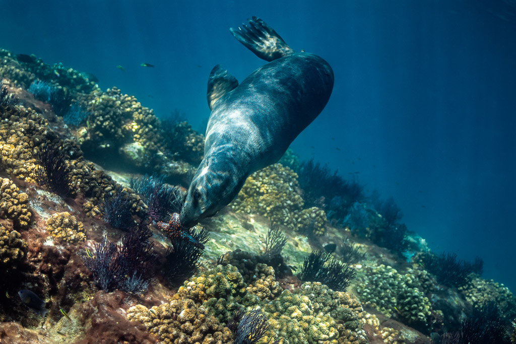 Otarie plongeant pour saisir une étoile de mer parmi les coraux, Los Islotes, Basse-Californie du Sud, Mexique