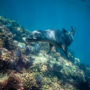 Sea lion nosing a sea star on a coral slope, Los Islotes, Baja California Sur, Mexico