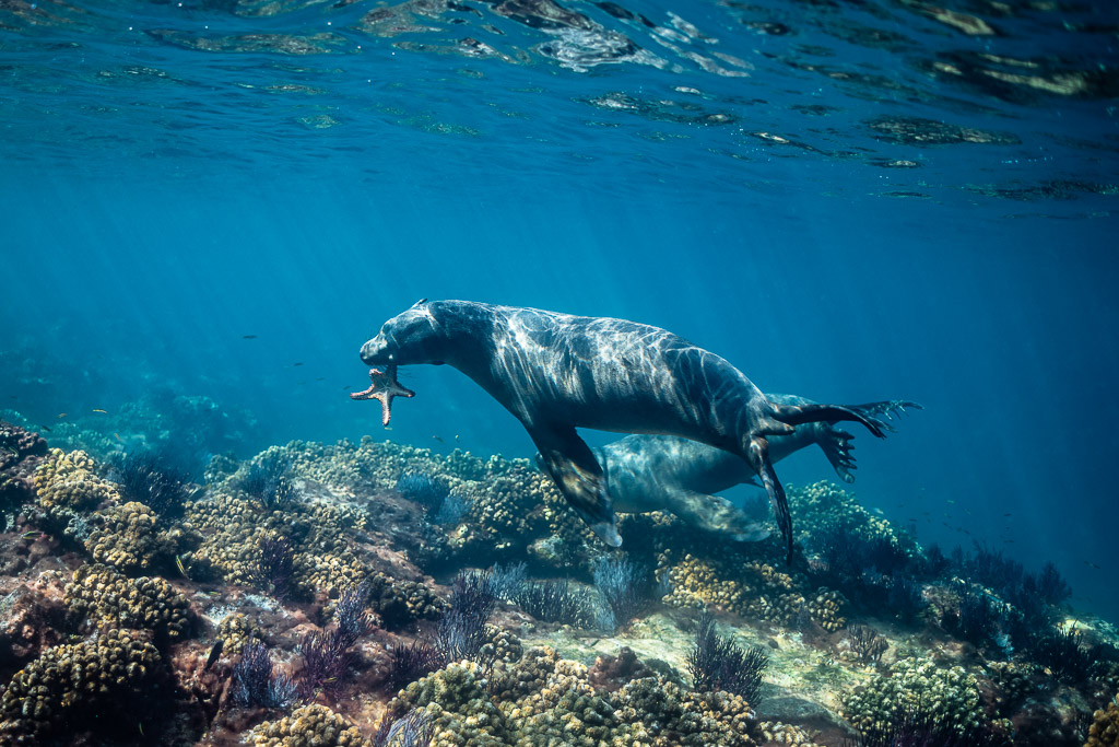 Otarie nageant au-dessus du récif, une étoile de mer dans la gueule, Los Islotes, Basse-Californie du Sud, Mexique