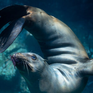 Close-up of a sea lion holding a purple invertebrate, flipper raised, Los Islotes, Baja California Sur, Mexico