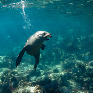 Sea lion approaching with open mouth over the reef, bubbles above, Los Islotes, Baja California Sur, Mexico