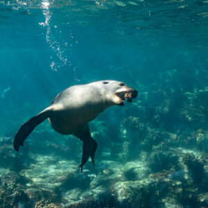 Otarie gueule ouverte nageant au-dessus d’un récif rocheux en eau turquoise, Los Islotes, Basse-Californie du Sud, Mexique