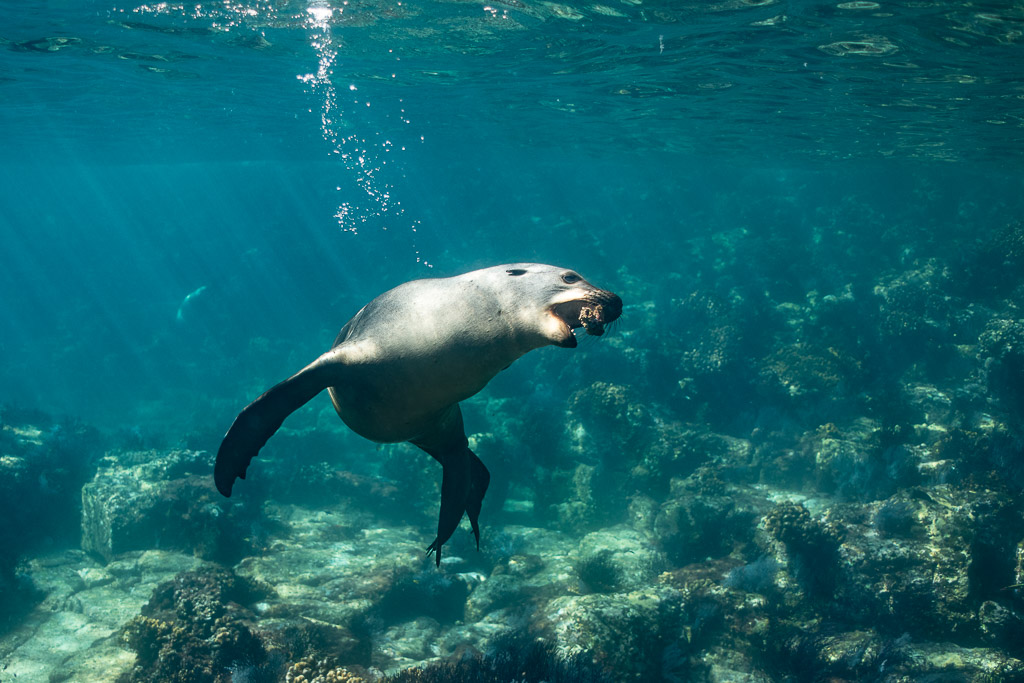 Otarie gueule ouverte nageant au-dessus d’un récif rocheux en eau turquoise, Los Islotes, Basse-Californie du Sud, Mexique