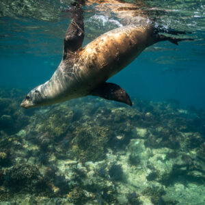 Sea lion turning below the surface above a rocky reef, vertical framing, Los Islotes, Baja California Sur, Mexico