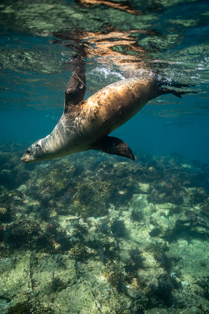 Sea lion turning below the surface above a rocky reef, vertical framing, Los Islotes, Baja California Sur, Mexico