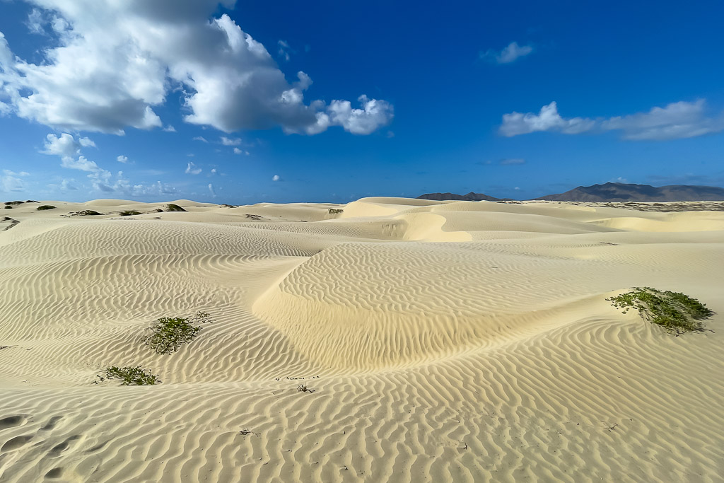 Sand dunes with scattered green shrubs under a blue sky with clouds, Magdalena Bay, Baja California Sur, Mexico
