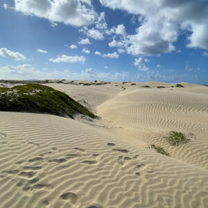 Footprints across rippled dunes beside a vegetated sand mound, Magdalena Bay, Baja California Sur, Mexico
