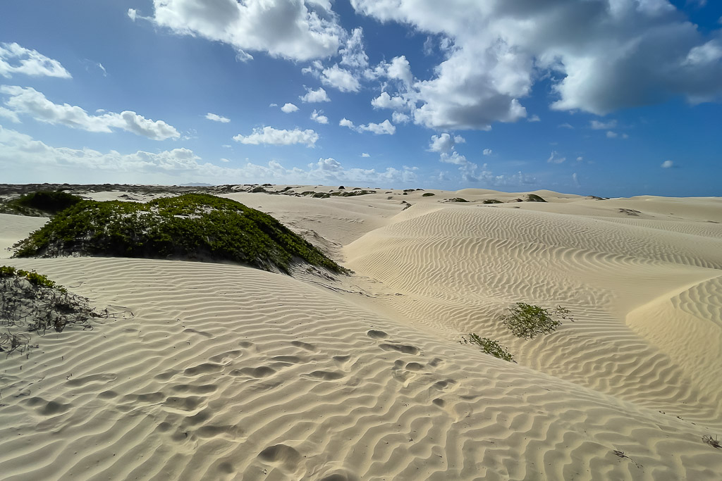 Footprints across rippled dunes beside a vegetated sand mound, Magdalena Bay, Baja California Sur, Mexico