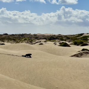 Distant person crouching on wide sand dunes under a cloudy sky, Magdalena Bay, Baja California Sur, Mexico