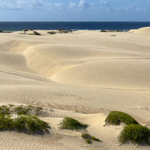 Coastal sand dunes with green shrubs and the sea on the horizon, Magdalena Bay, Baja California Sur, Mexico