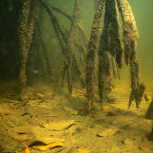 Underwater mangrove roots rising from a leaf-strewn bottom in greenish water, Magdalena Bay, Baja California Sur, Mexico