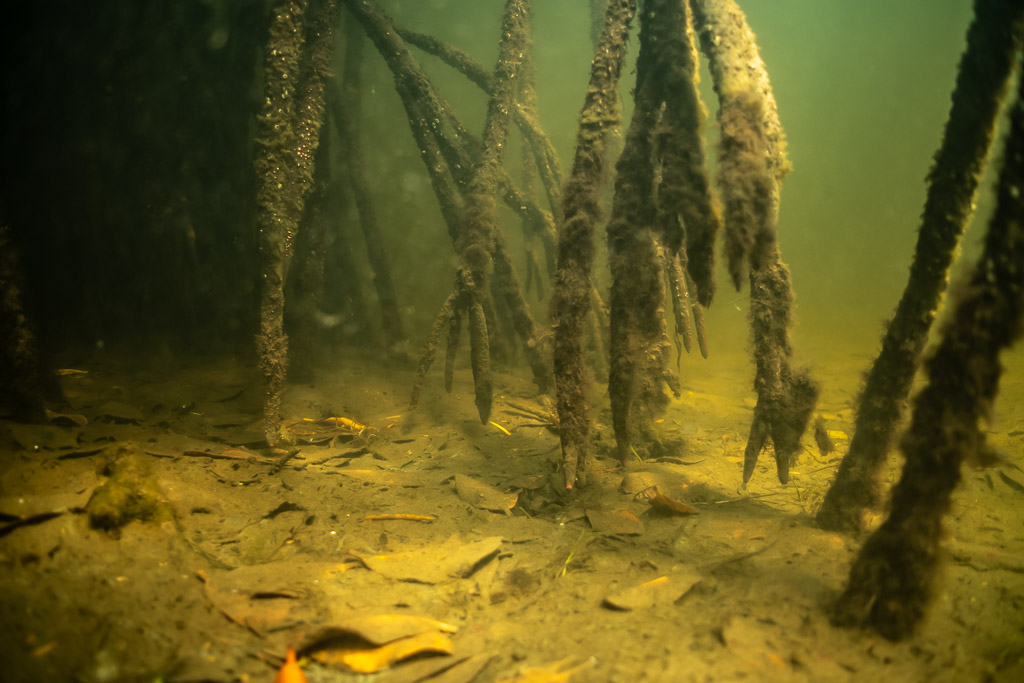 Racines de palétuviers sous l’eau émergeant d’un fond jonché de feuilles, eau verdâtre, baie de Magdalena, Basse-Californie du Sud, Mexique