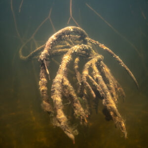Tangle of hanging mangrove rootlets underwater, vertical framing, Magdalena Bay, Baja California Sur, Mexico