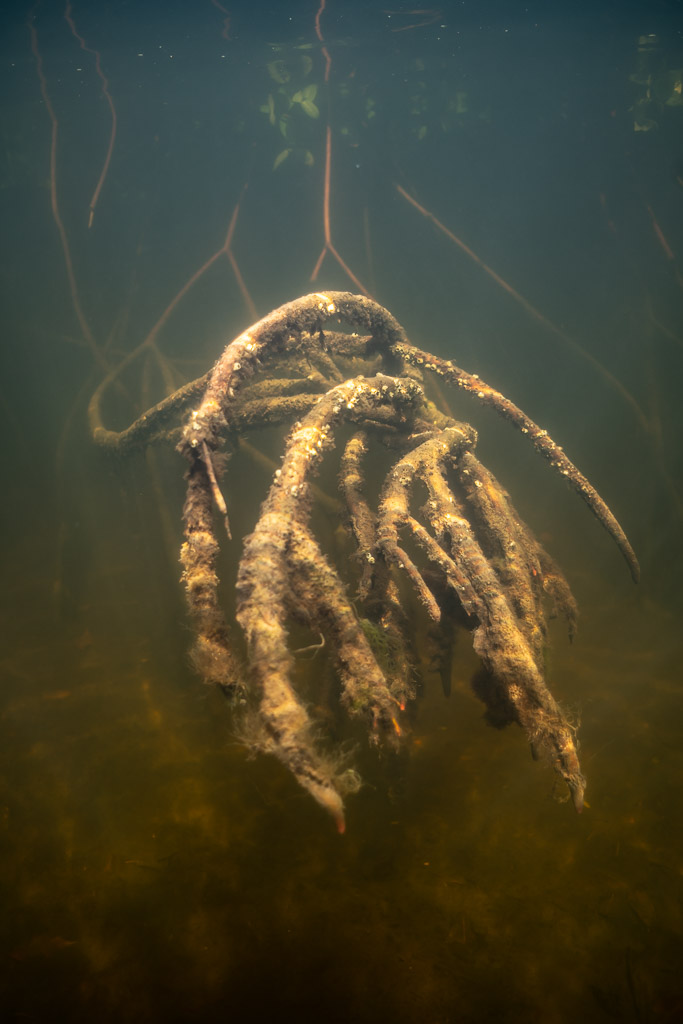 Tangle of hanging mangrove rootlets underwater, vertical framing, Magdalena Bay, Baja California Sur, Mexico