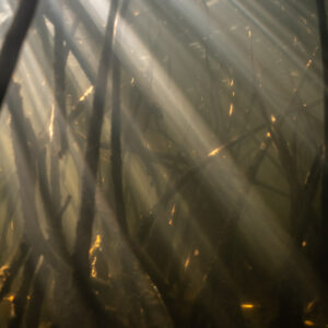 Sun rays streaming through underwater mangrove roots, vertical framing, Magdalena Bay, Baja California Sur, Mexico