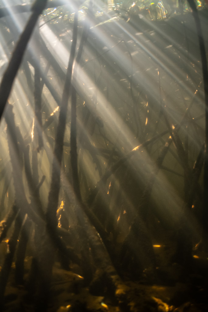 Sun rays streaming through underwater mangrove roots, vertical framing, Magdalena Bay, Baja California Sur, Mexico