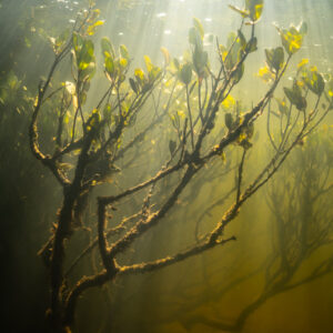 Submerged mangrove branches with leaves backlit by sun rays, Magdalena Bay, Baja California Sur, Mexico