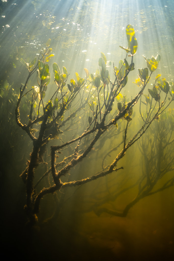 Submerged mangrove branches with leaves backlit by sun rays, Magdalena Bay, Baja California Sur, Mexico