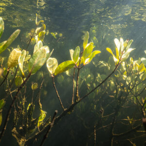 Vue rapprochée de feuilles de palétuvier immergées lumineuses en eau verte, baie de Magdalena, Basse-Californie du Sud, Mexique