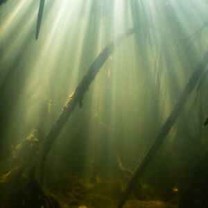 Strong sunbeams piercing murky water among mangrove trunks, Magdalena Bay, Baja California Sur, Mexico