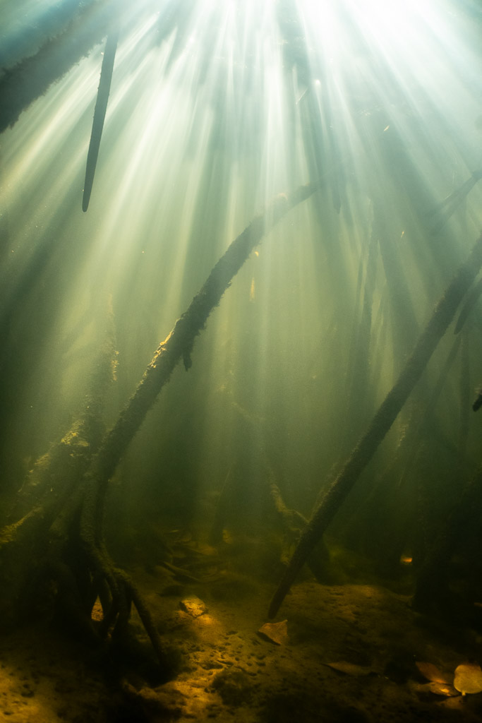 Strong sunbeams piercing murky water among mangrove trunks, Magdalena Bay, Baja California Sur, Mexico
