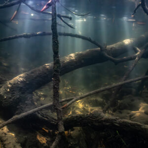 Fallen mangrove trunks and branches on the bottom under shafts of light, Magdalena Bay, Baja California Sur, Mexico