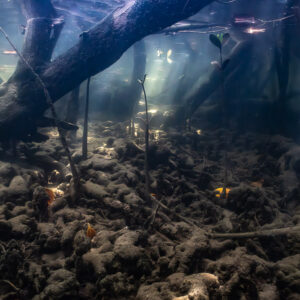 Mangrove forest floor underwater with small fish among roots and debris, Magdalena Bay, Baja California Sur, Mexico