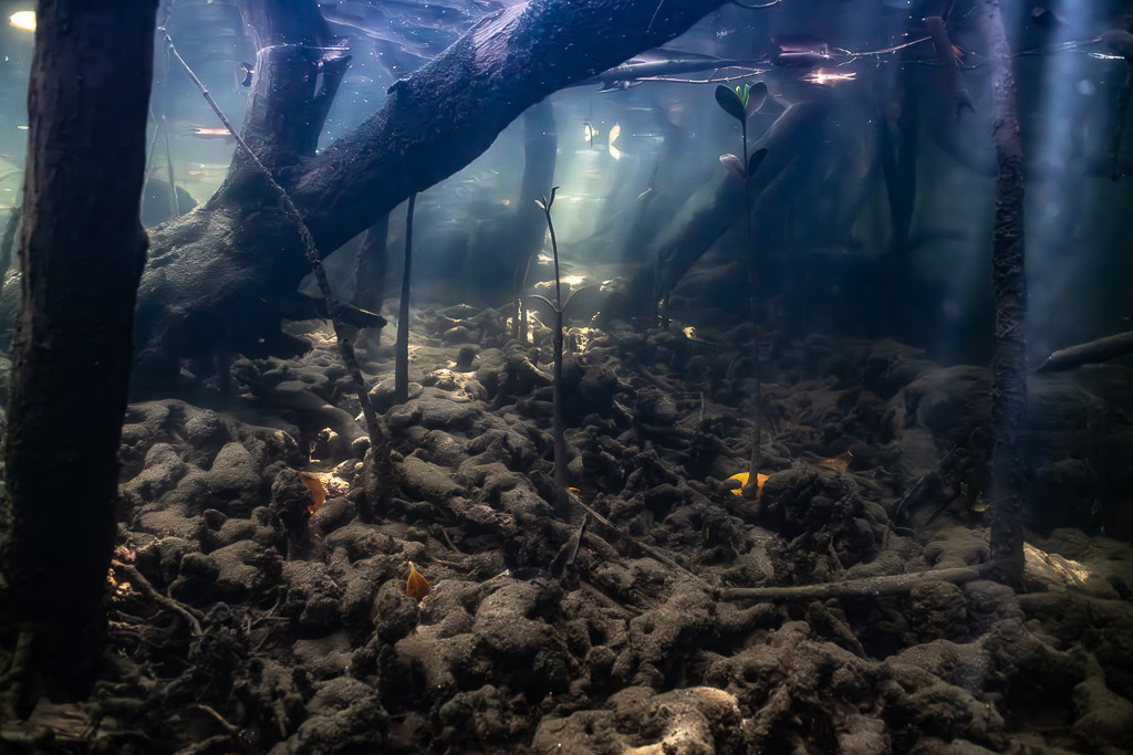 Mangrove forest floor underwater with small fish among roots and debris, Magdalena Bay, Baja California Sur, Mexico