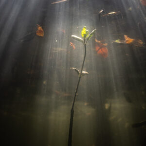 Young mangrove seedling lit by sun rays underwater, vertical framing, Magdalena Bay, Baja California Sur, Mexico