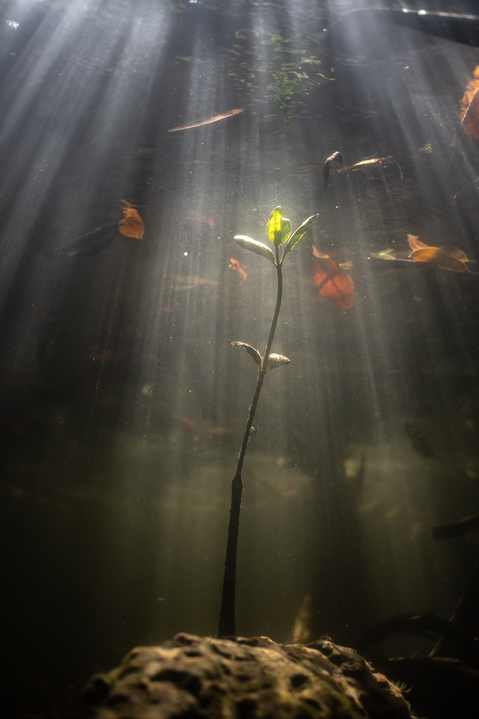 Young mangrove seedling lit by sun rays underwater, vertical framing, Magdalena Bay, Baja California Sur, Mexico
